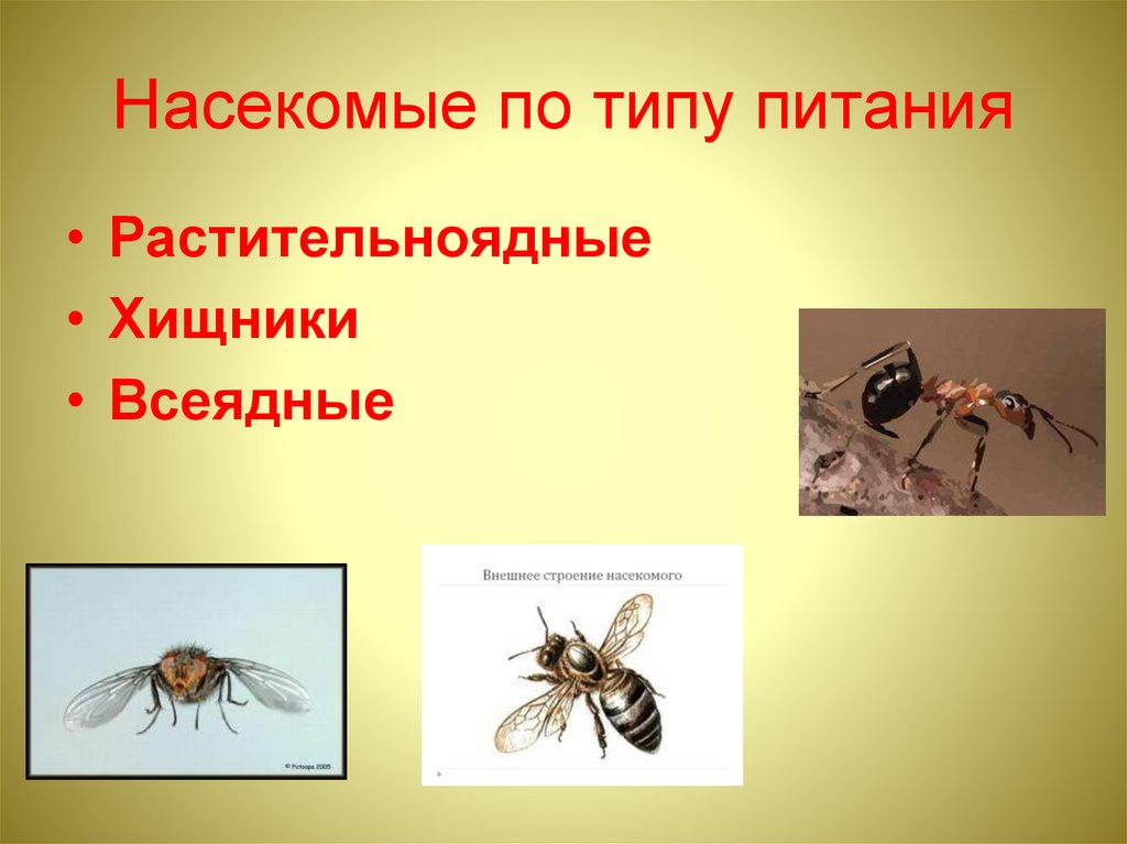 Питание насекомых. Способы питания насекомых. Классификация насекомых по типу питания. Насекомые виды по питанию. Приспособления насекомых для питания.