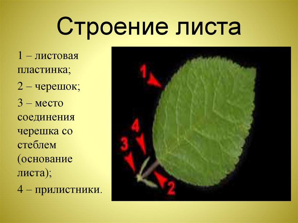 Функции листа 5. Основание черешок листовая пластинка. Внешнее строение листа функции. Лист растения строение и функции. Строение и функции частей листа.