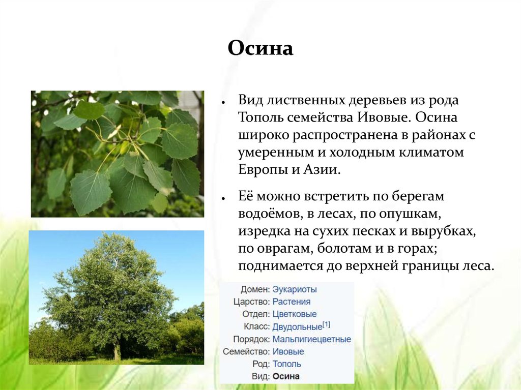 Осина лиственное растение. Осина виды. Осина растение. Осина семейство род вид. Тополь дерево описание.