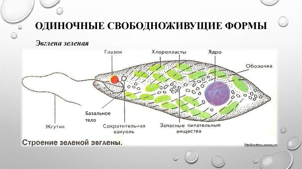 Строение жгутиконосцев. Строение эвглены зеленой 7 класс биология. Эвглена зеленая биология 7 класс. Эвглена зеленая строение рисунок. Внешнее и внутреннее строение эвглены зеленой.