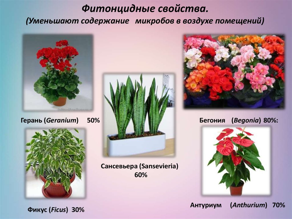 Комнатные цветы с названиями и картинками