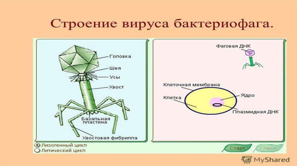 Рисунок вируса с подписями