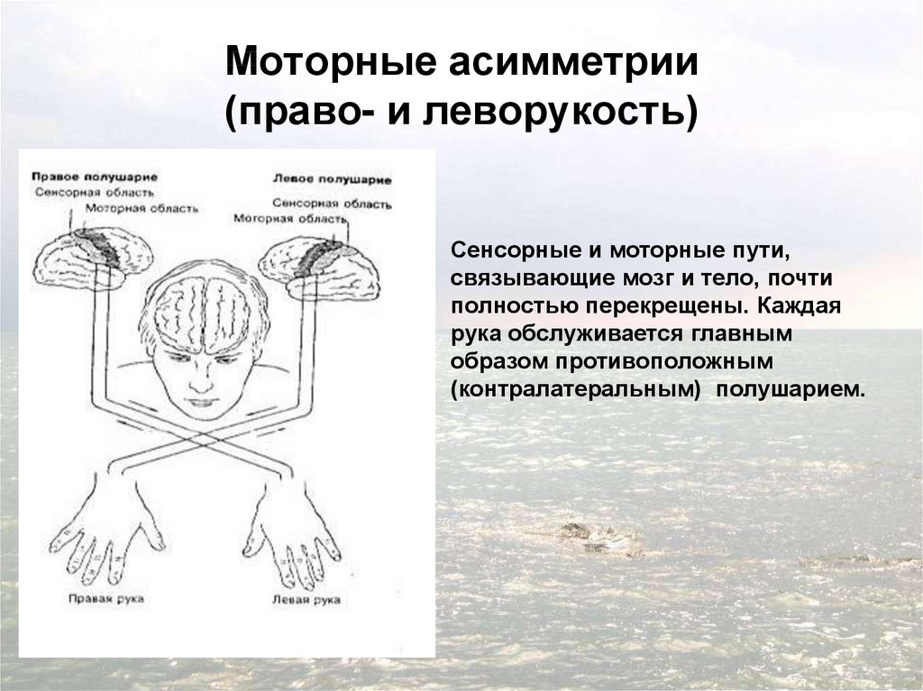 Проанализируйте рисунок 247 учебника какие способности чаще встречаются у левшей а какие у правшей