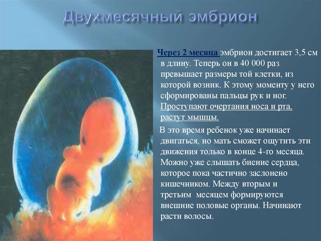 Плод становится человеком. Человеческий эмбрион 2 месяца. Как выглядит эмбрион в 2 месяца.