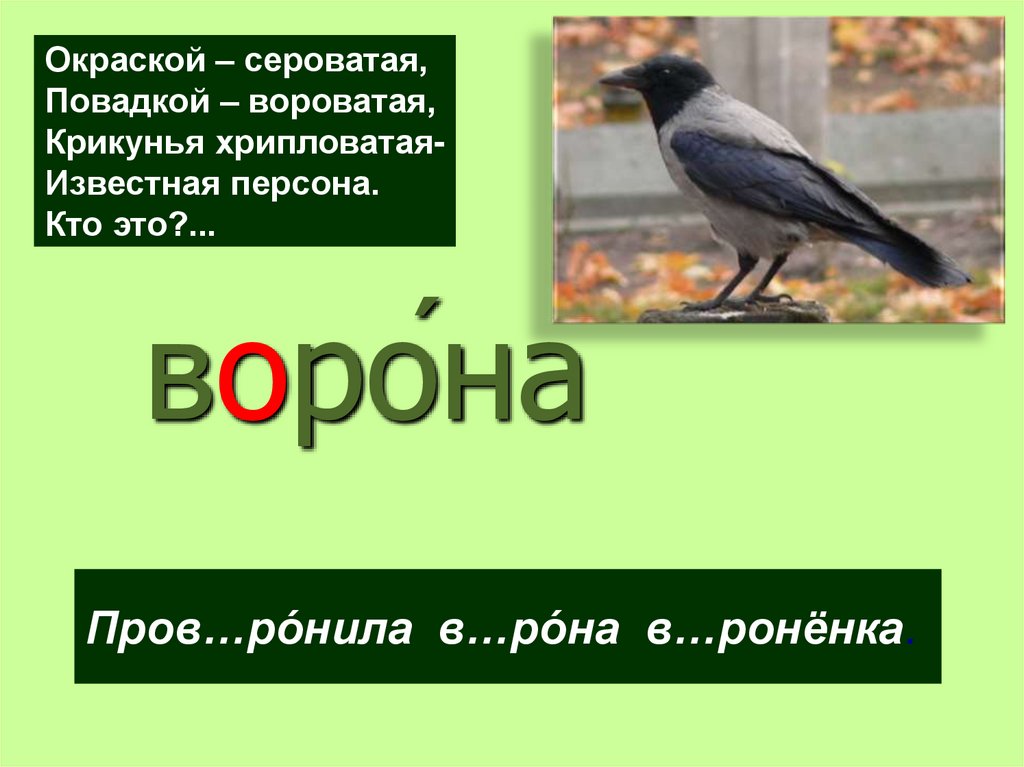 Соловей словарное слово или нет. Окраской сероватая повадкой вороватая. Окрасом сероватая повадкой вороватая. Окраска сероватая походка Мешковатая. Окраска серовата повадка воровата вот персона кто это.