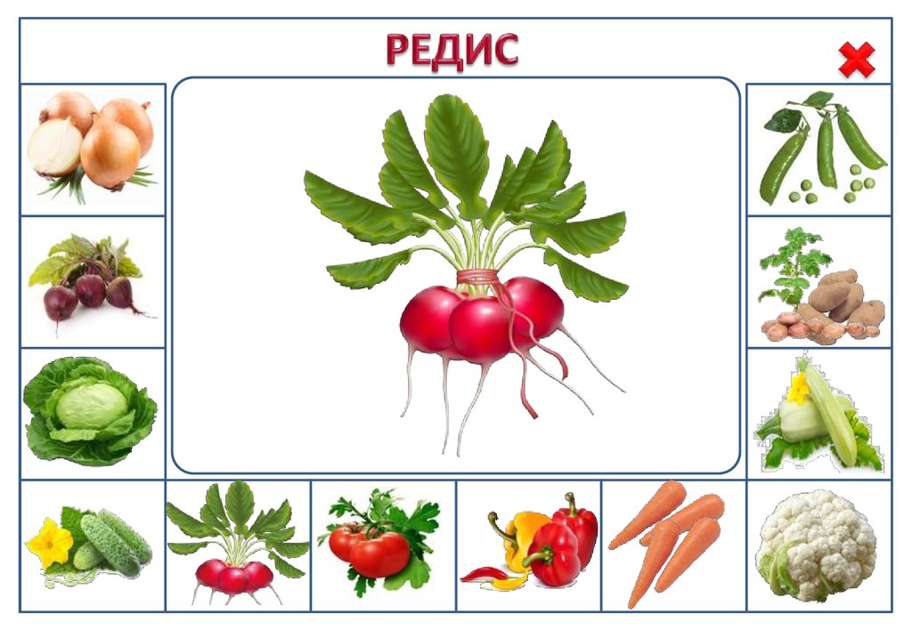 Что растет на огороде картинки для детей