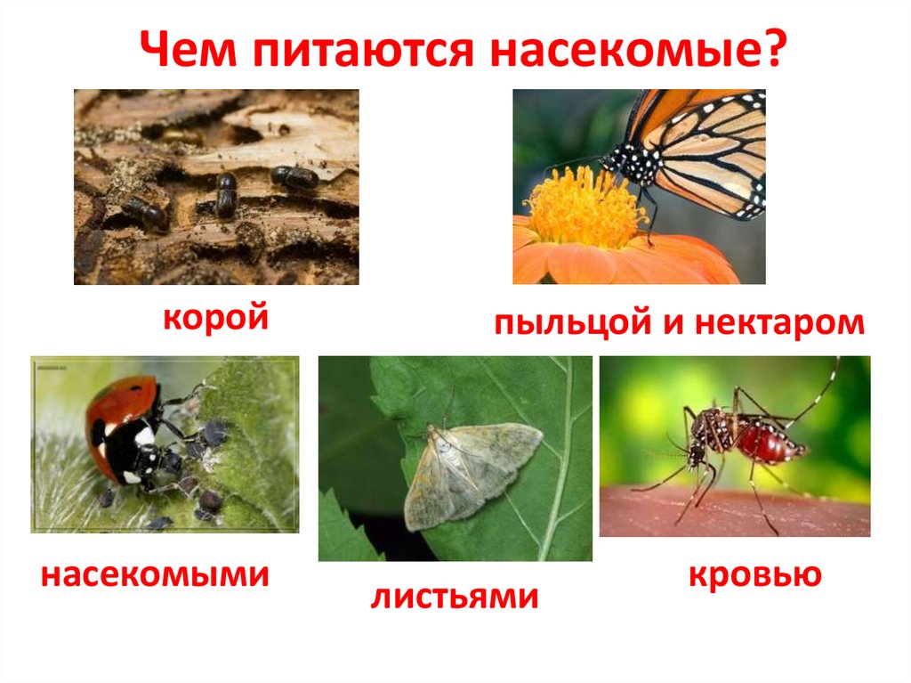 Картинки о насекомых