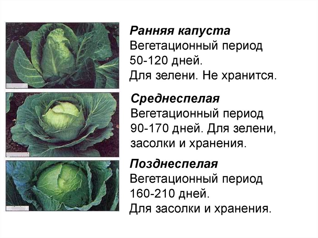 Какие капусты можно сажать. Период вегетации капусты белокочанной. Капуста вегетационный период. Вегетационный период капусты белокочанной. Технология возделывания капусты белокочанной.