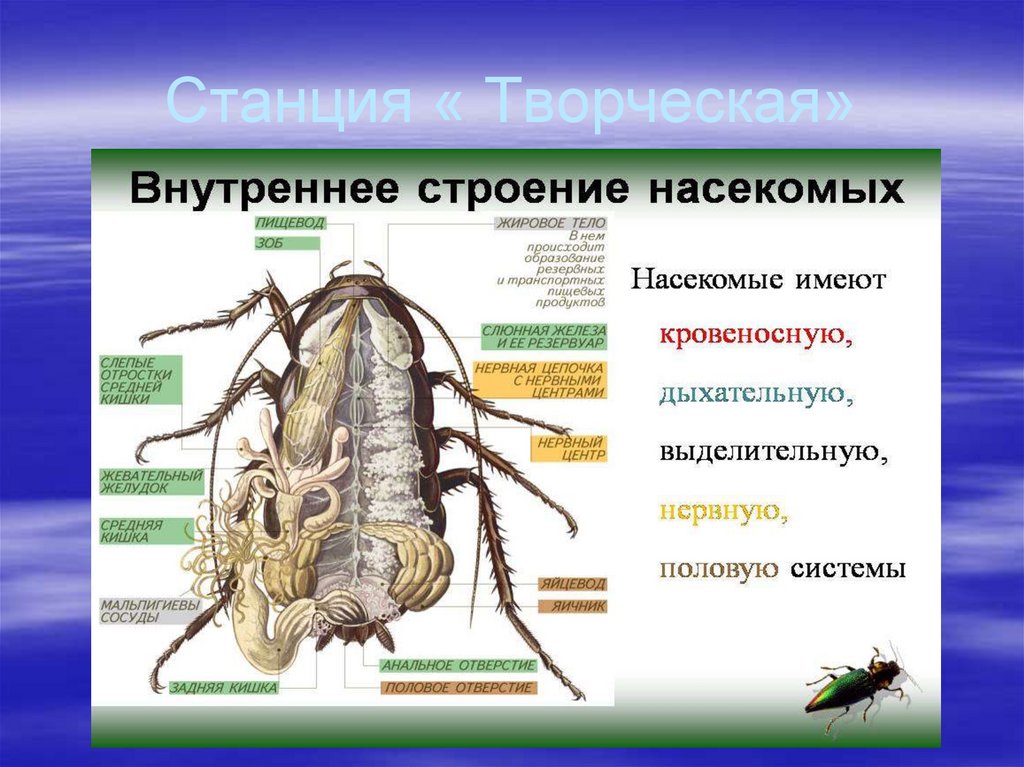 Какие системы у насекомых. Внутренне строение черного таракана. Класс насекомые внутреннее строение насекомых 7 класс. Внешнее строение насекомых. Схема внутреннего строения насекомого.