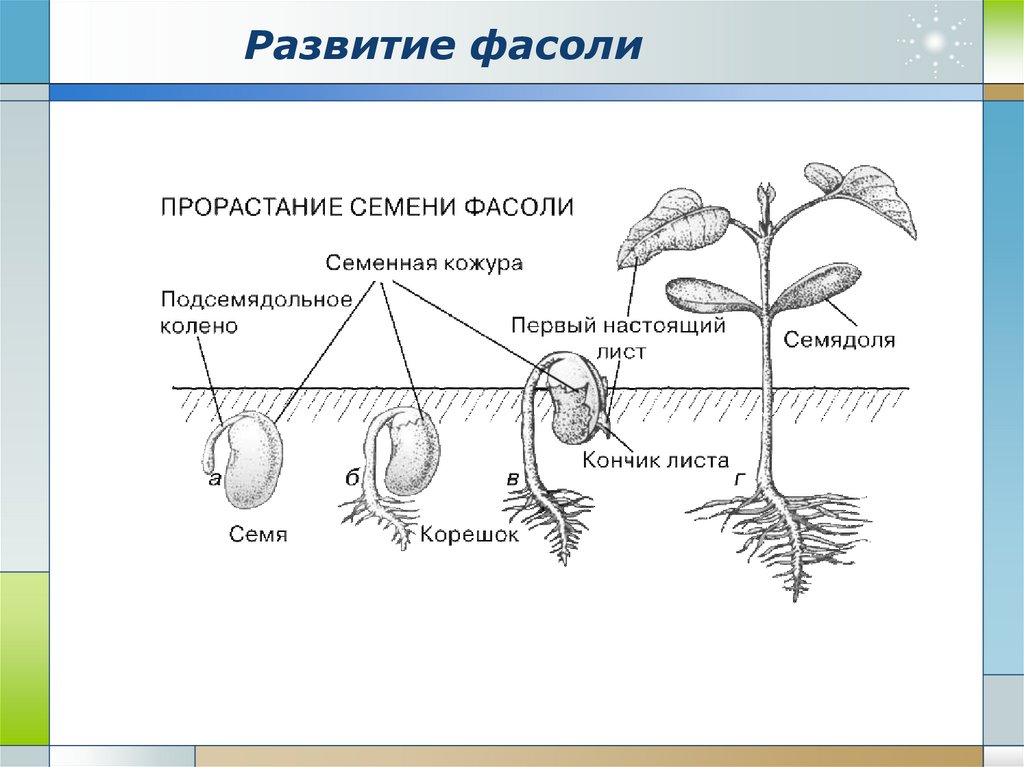 Презентация рост и развитие растений 6 класс. Схема прорастания семян фасоли. Прорастание семян огурца схема. Стадии прорастания семян фасоли рисунок. Схема как развивается растение из семени.