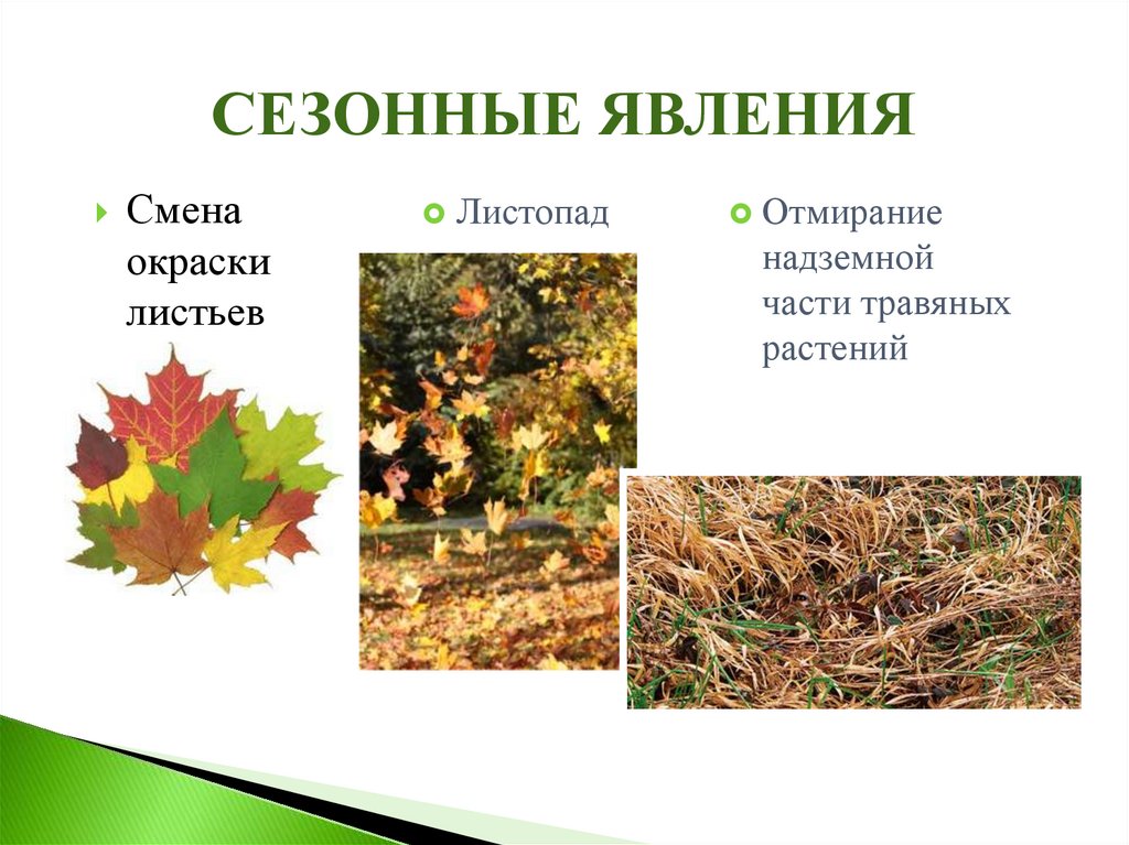 5 сезонных изменений у животных. Осенние изменения у растений. Осенние сезонные явления. Явления в жизни растений осенью. Сезонные изменения в жизни растений осенью.