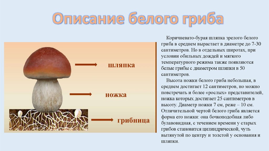 Знаки белого гриба. Белый гриб описание. Классификация белого гриба. Белый гриб Тип питания.