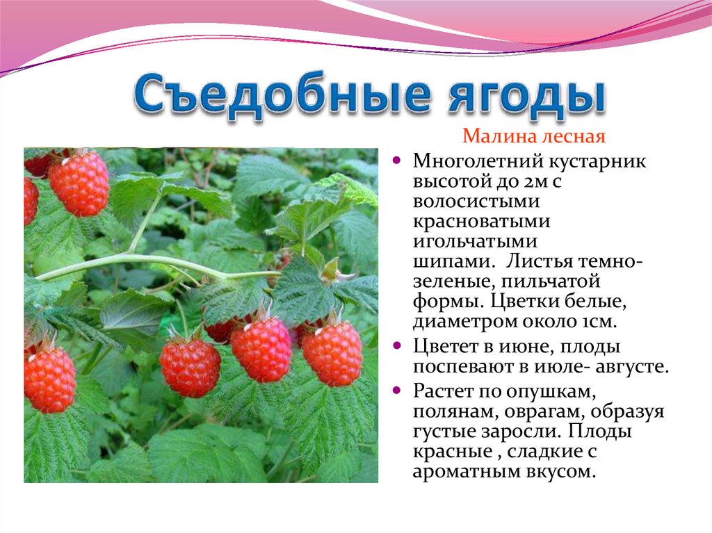 Съедобные ли ягоды