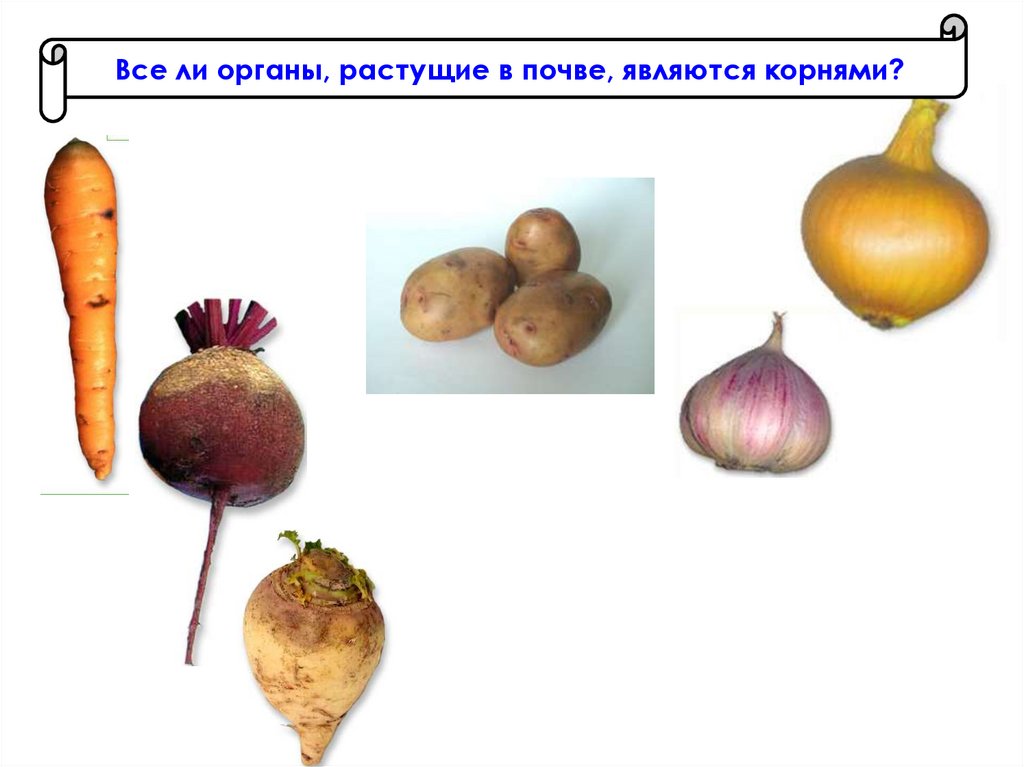 Видоизменения презентация 6 класс