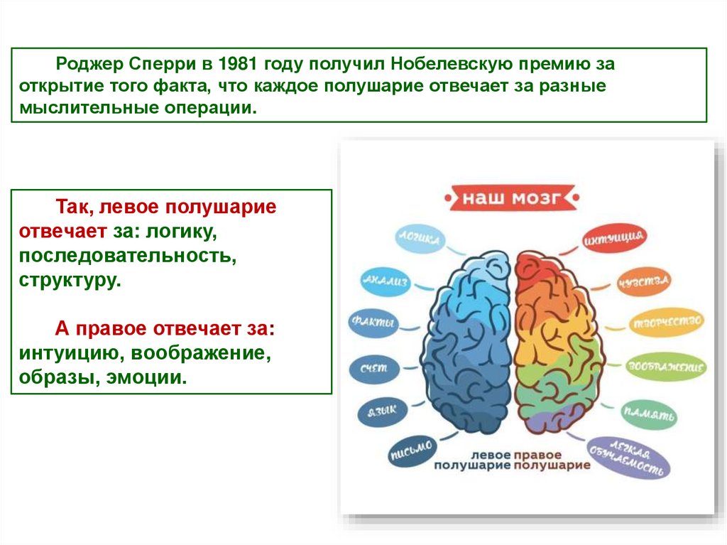 Упражнения для развития полушарий. Занятия для развития полушарий мозга ребенку. Задания на левое и правое полушарие для детей.