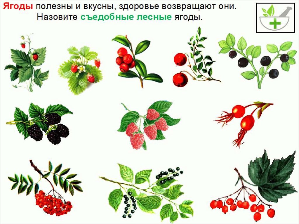 Презентация ягоды для дошкольников