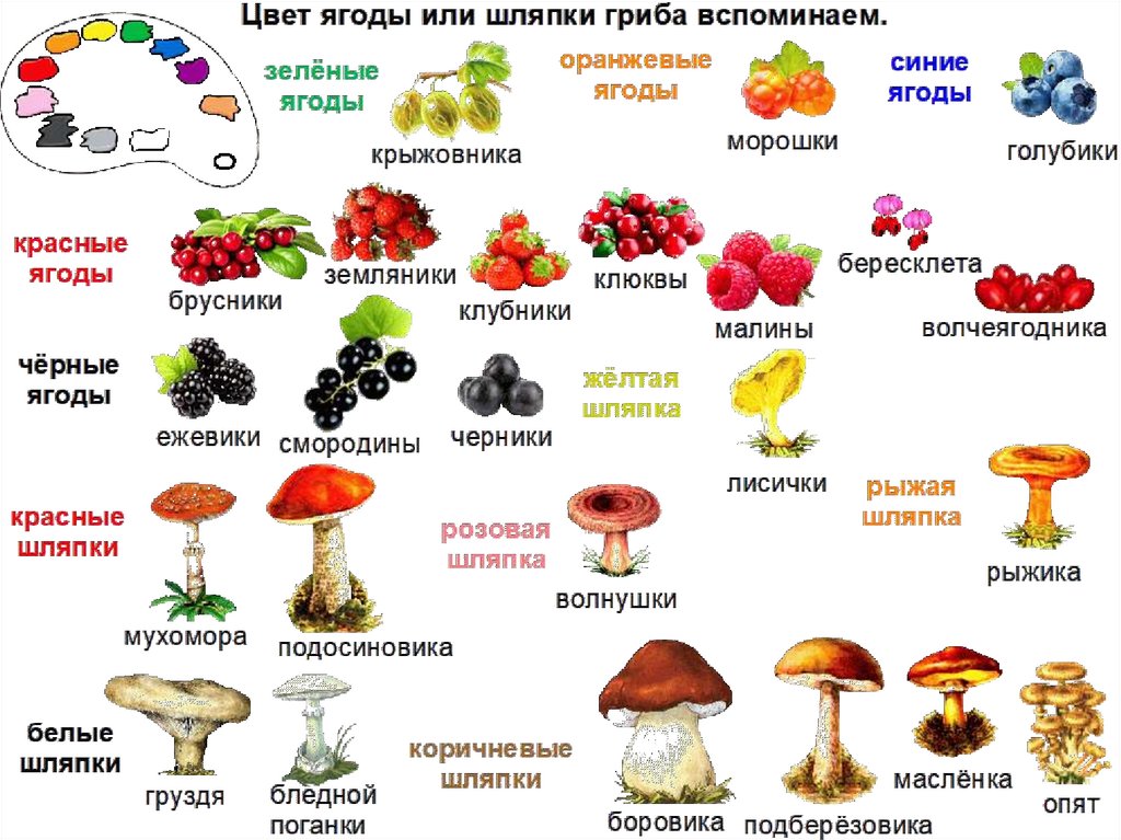 Ядовитые грибы и ягоды картинки