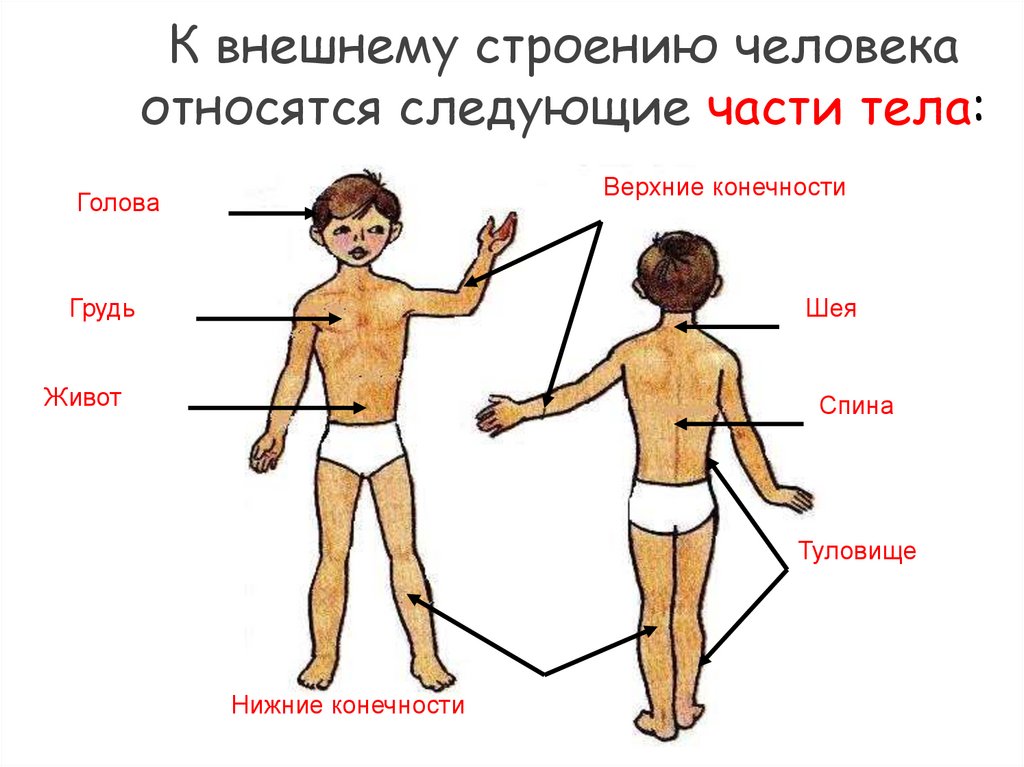 Внешнее строение человека 3. Части тела человека анатомия. Схема тела человека для детей. Внешнее строение тела человека. Внешнее строение человека для детей.