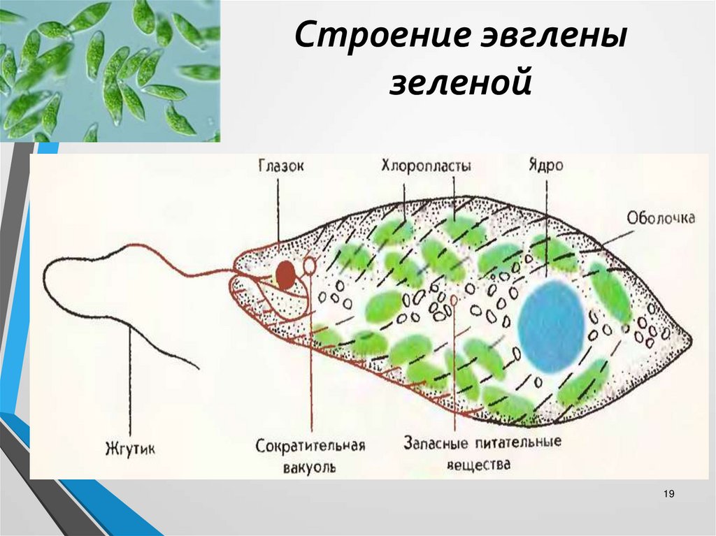 Какие структуры клетки эвглены зеленой обозначены на рисунке