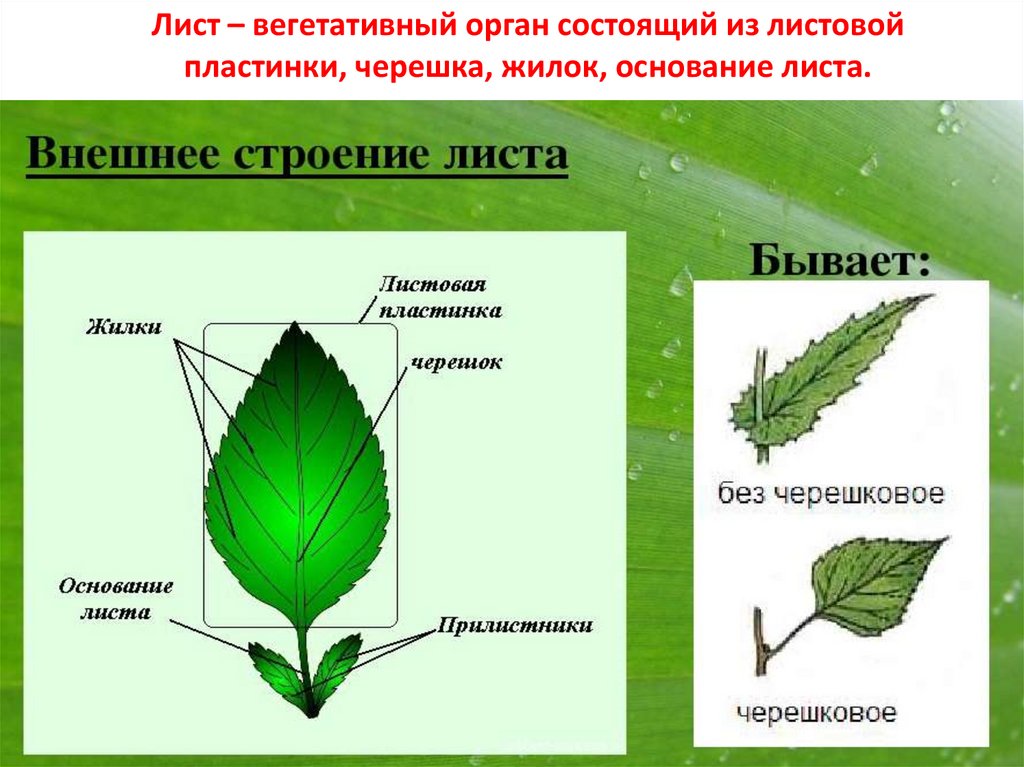 Строение листа растения внешнее. Строение листа. Лист внешнее строение листа. Строение листка. Лист, его строение, внешнее и внутреннее.