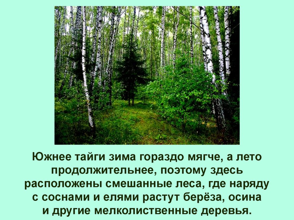 Маленький рассказ в лесу. Внутренние воды Лесной зоны. Где нет берез в России. Сообщение и рисунок берёзы Лесной зоны. Различие зимнего и летнего леса.