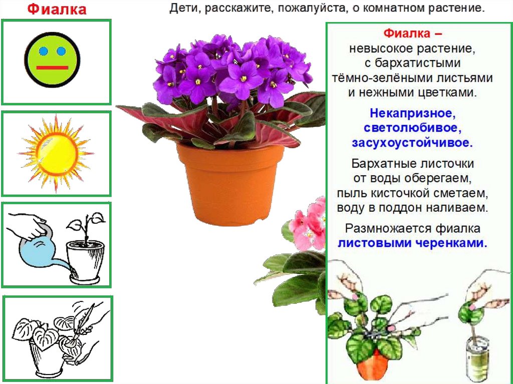 Презентация про цветы для детей 3 4 лет