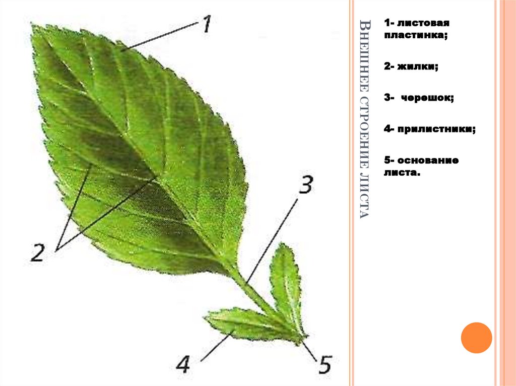 Тест строение листа биология. Черешок прилистник. Основание черешок листовая пластинка у листа. Лист черешок прилистники. Прилистник черешок основание листа.