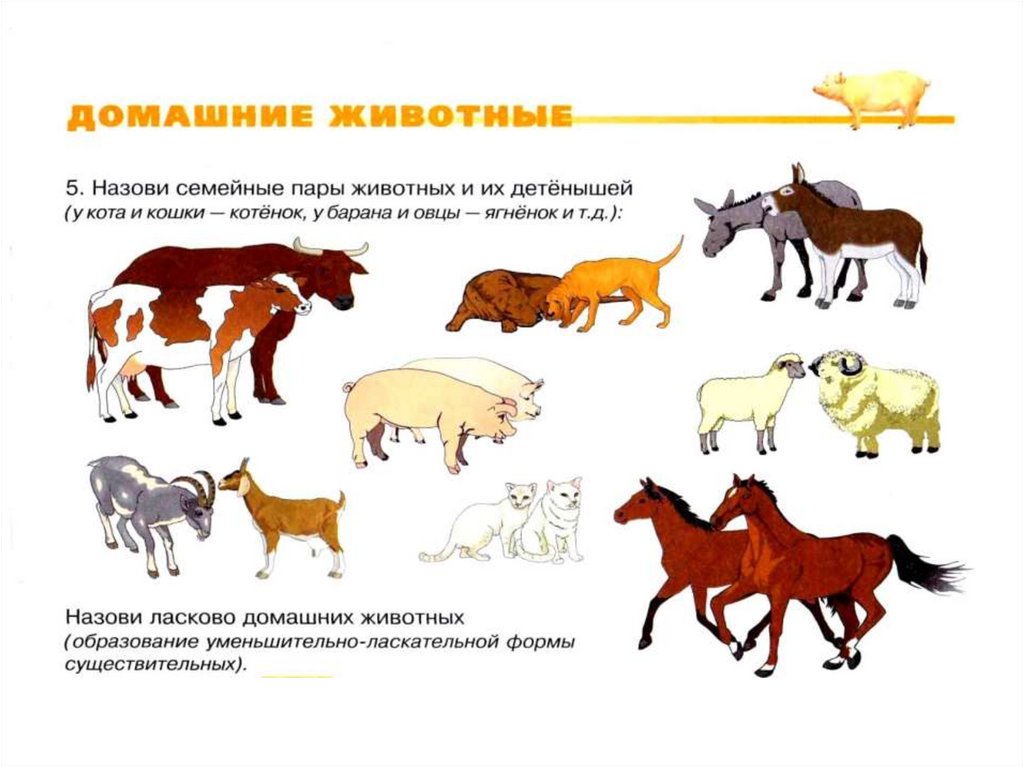 Группы животных презентация для дошкольников