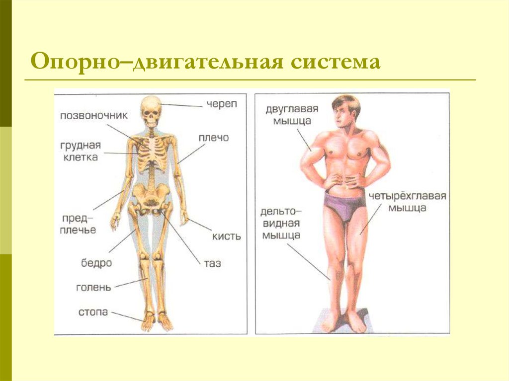 Рисунок строения тела человека