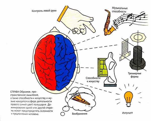 Левое и правое полушарие мозга. Левая рука отвечает за правое полушарие. Руки и мозг взаимосвязь.