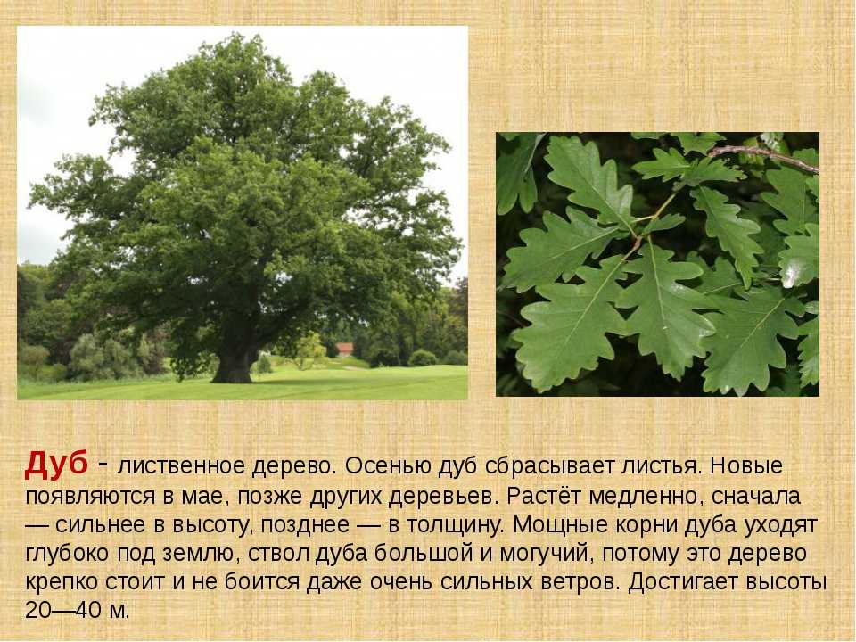 Ответ дуб. Дерево дуб описание для детей 2 класса. Рассказ о дубе. Дуб краткое описание. Доклад про дуб.