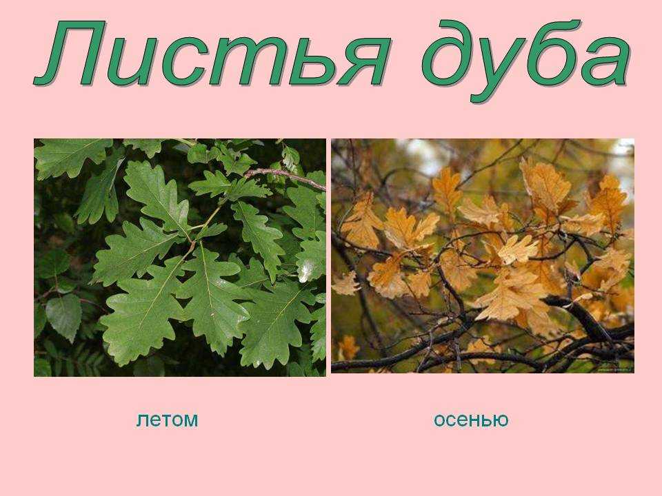 Какого года листьев. Дуб летом и осенью. Лист дуба летом. Дубовый лист летом и осенью. Лист кдуба летом и осенью.