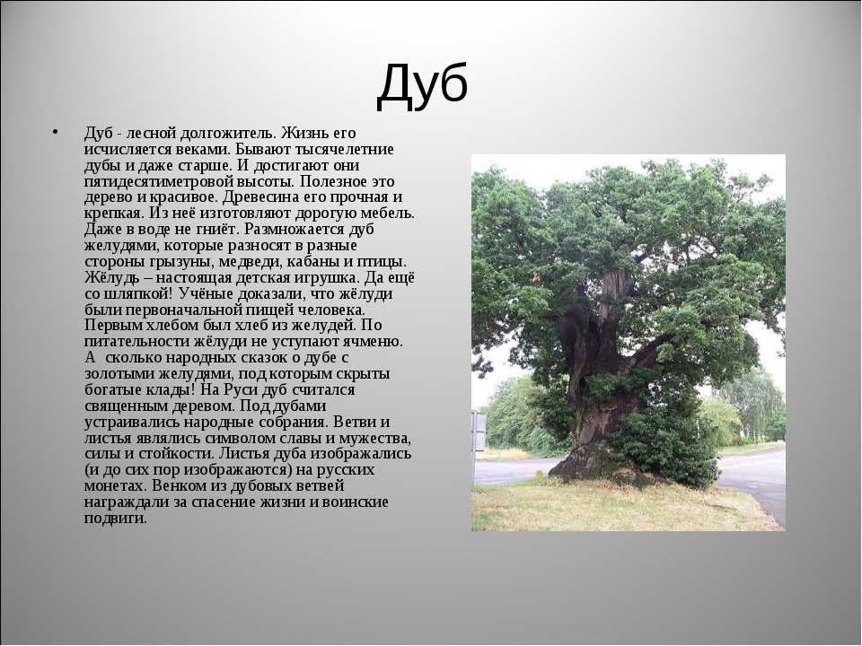 Сколько дубов в мире. Рассказ о дубе. Описание дуба. Доклад о дереве. Дуб дерево описание.