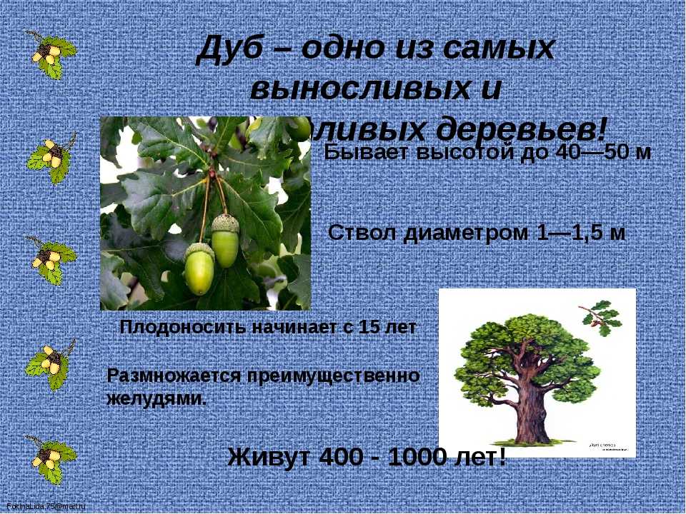 Сколько в жизни плодоносит. Описание дуба. Дуб дерево описание. Сообщение о дереве. Доклад про дуб.