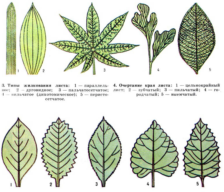 На рисунке изображены различные по форме листья растений плюща выросших в разных условиях