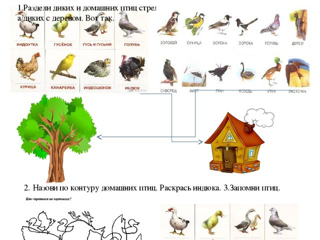 Дикие И Домашние Птицы Картинки