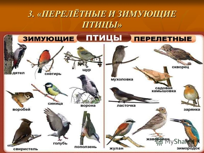 Перелетные птицы картинки с названиями для детей 2 класса окружающий мир