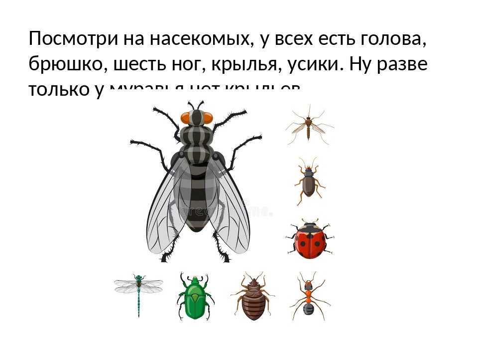Сколько лапок у 6 жуков. Насекомые 6 ног. Насекомые с 6 лапками. Шесть лап у насекомых. Количество лап у насекомых.