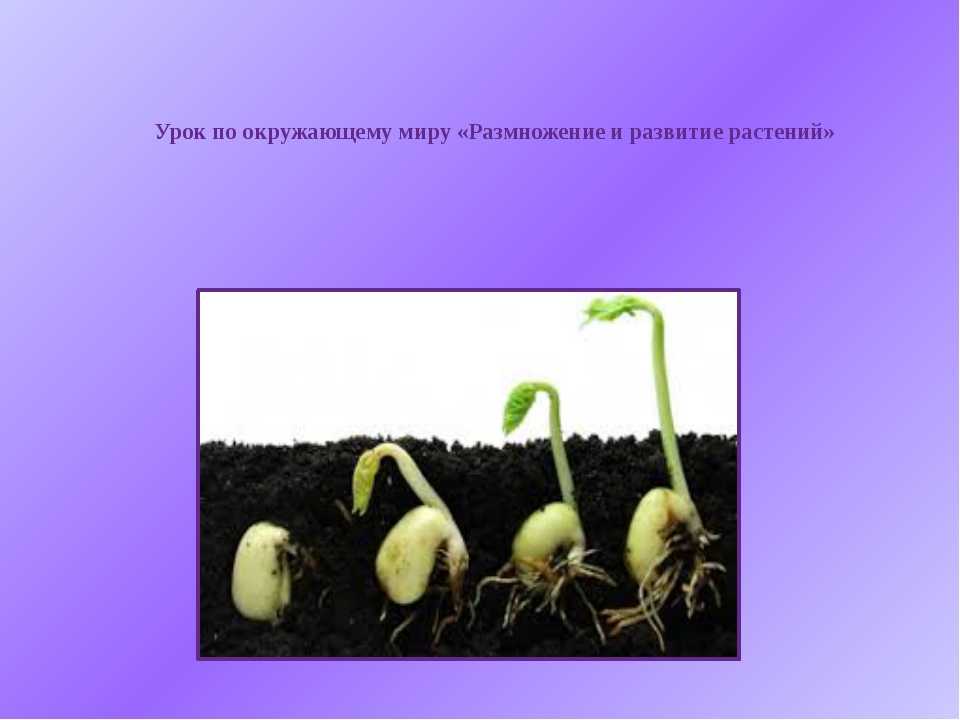 Урок размножение 6 класс. Размножаются и развитие растения. Размножение и развитие растений. Развитие растений 3 класс. Как развивается растение.