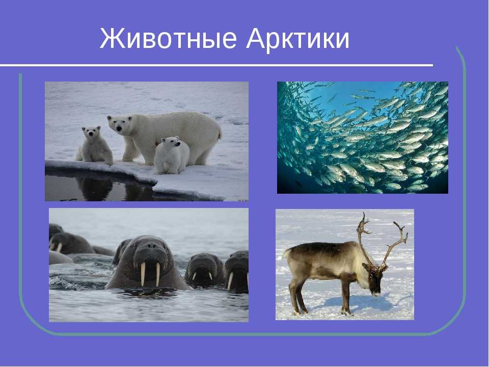 Взаимосвязи в природе арктических пустынь. Название животных Арктики. Урок Арктики. Кто обитает в Арктике. Животные Арктики для 4 класса.