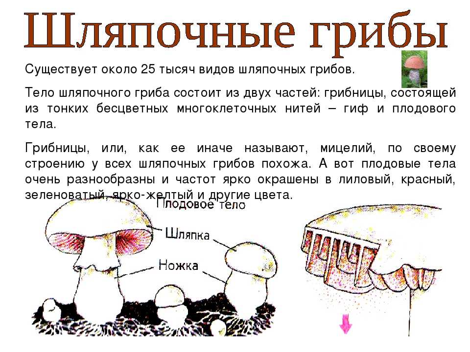 Характеристика шляпочных грибов. Строение шляпочных грибов 5 класс. Строение шляпочных грибов 5 класс биология. Шляпочные грибок биология. Конспект по биологии Шляпочные грибы.
