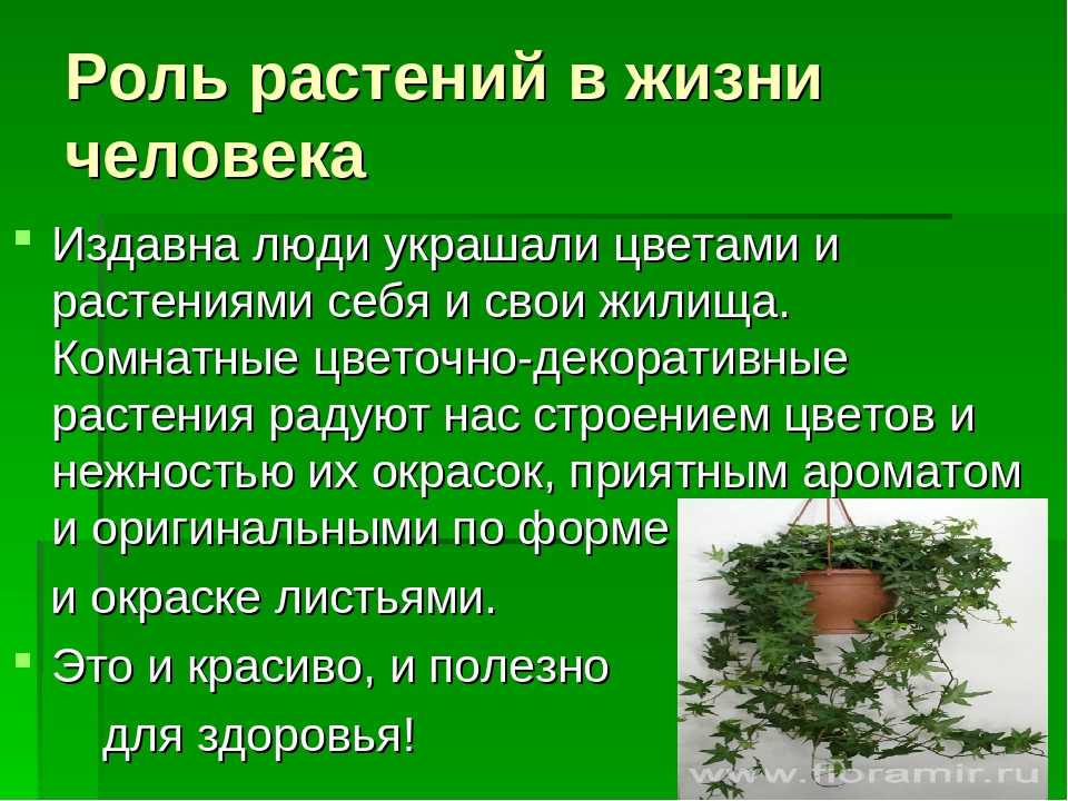 Для чего нужны растения проект