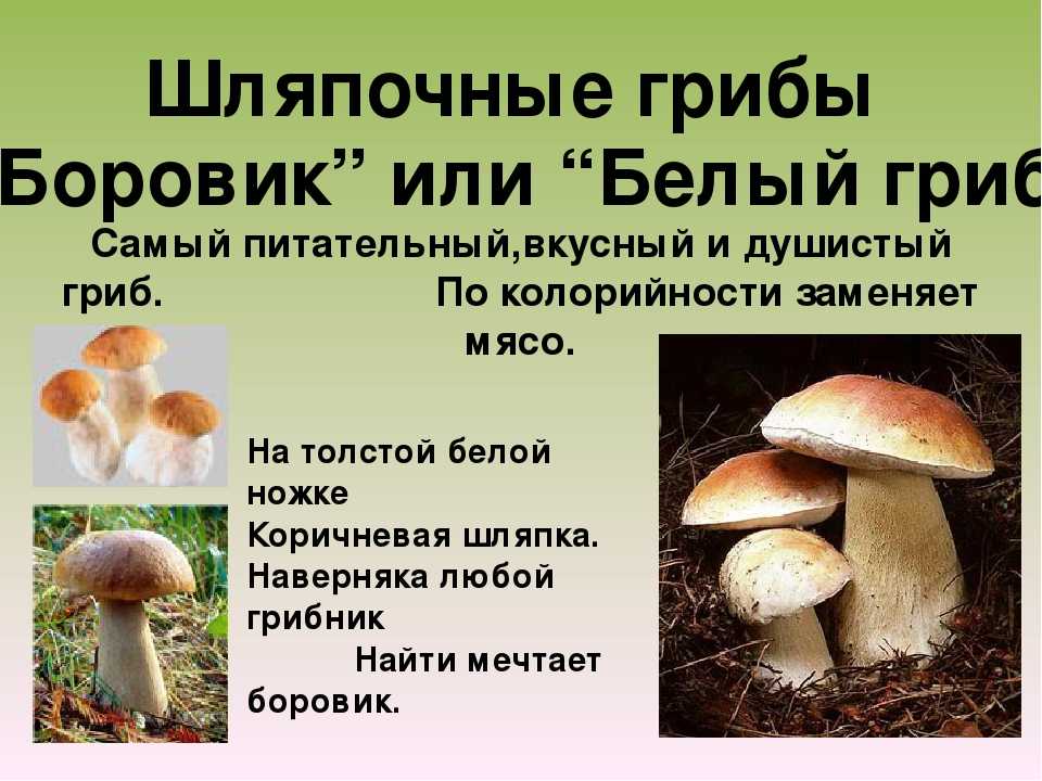 Три примера шляпочных грибов. Съедобные Шляпочные грибы. Шляпочные грибы высшие грибы. Шляпочные грибы 5 класс биология. Функции частей шляпочных грибов.