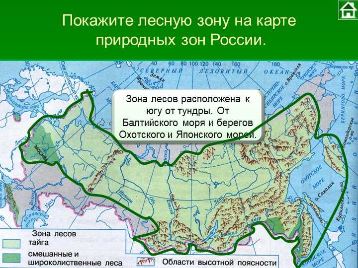 Лесные зоны воды. Покажите на карте зоны лесов. Лесная зона на карте России. Карта природных зон России Лесные зоны.