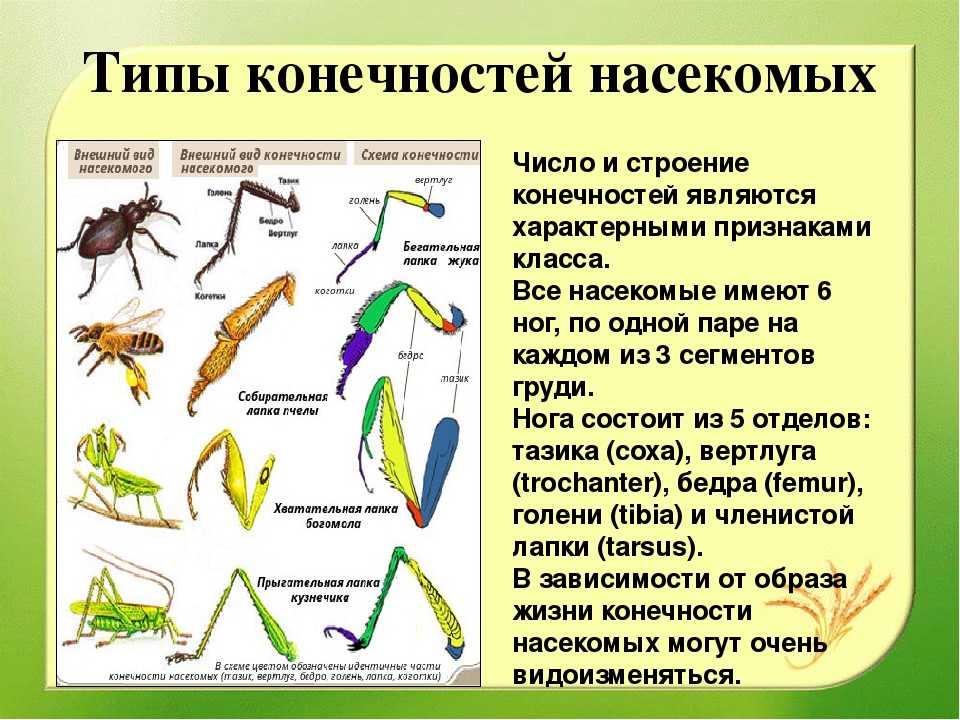 Какой тип питания характерен для кузнечика. Строение ноги бегательного типа насекомого. Класс насекомые строение конечностей. Строение ног насекомых и их типы. Типы ходильных конечностей насекомых.