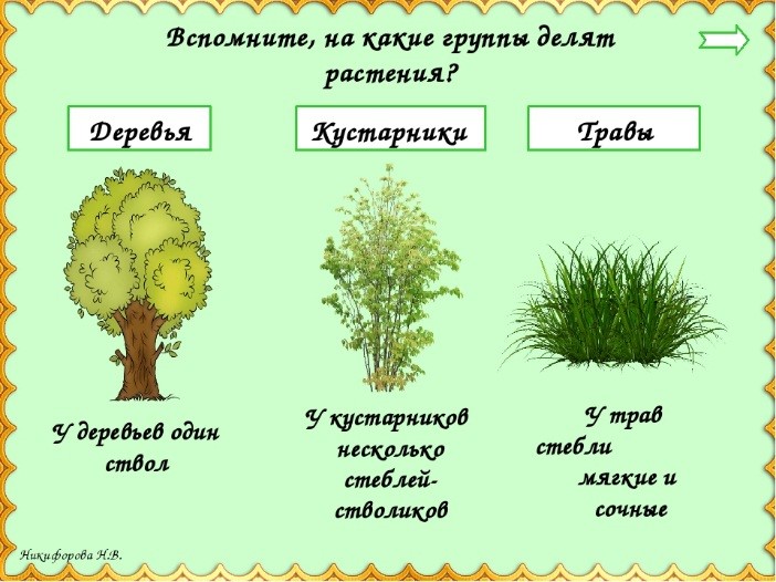 Нарисовать Кустарник Окружающий Мир 2 Класс