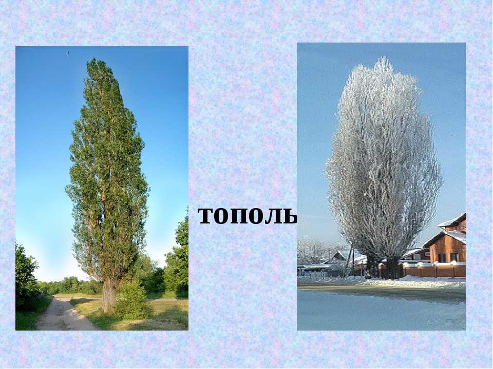 Посадить дерево тополь