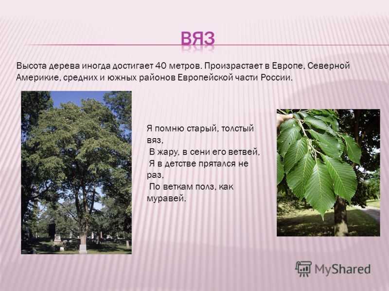 Tree перевод. Вяз краткое описание. Вяз высота дерева. Вяз дерево описание. Сообщение о дереве вяз.