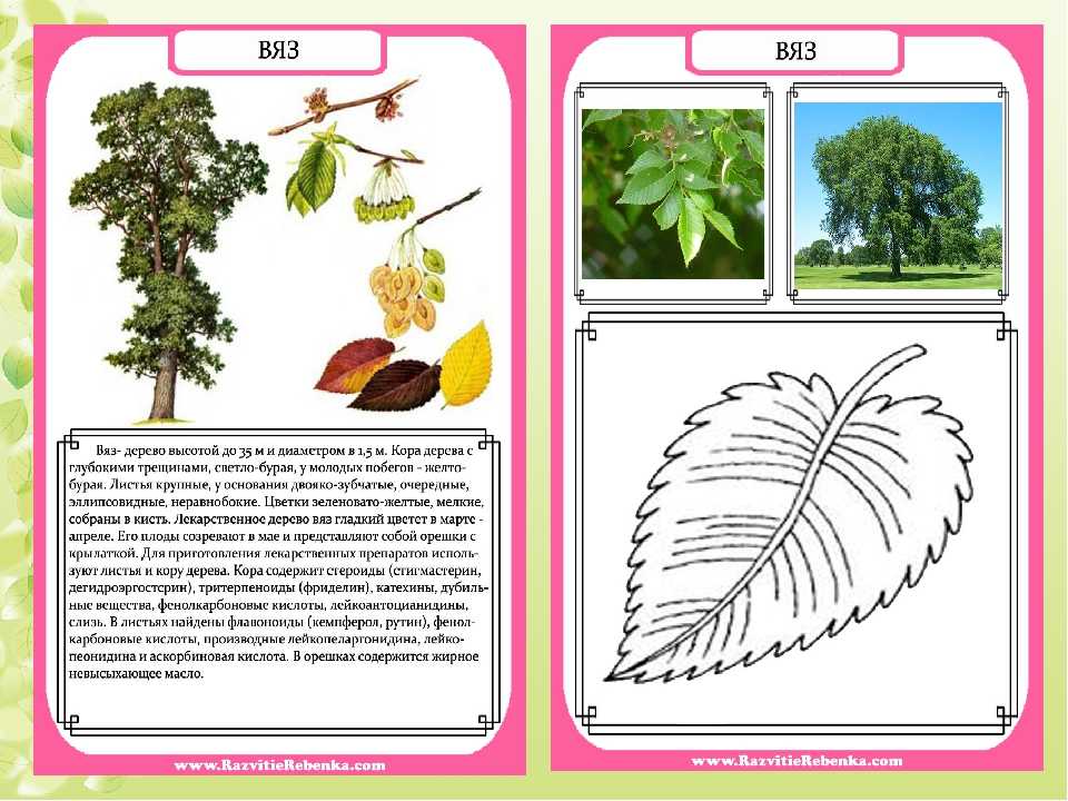 Паспорт деревьев для детского сада в картинках