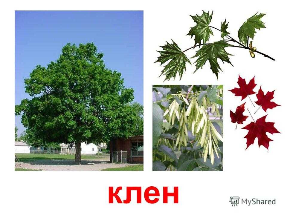 Картинки береза клен